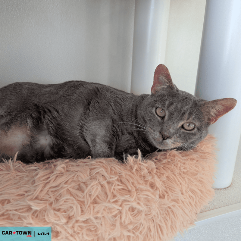 Website Pet Pictures - 2026-02-11T114100.925