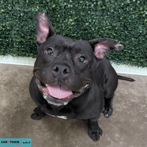 Website Pet Pictures - 2026-02-11T151148.925