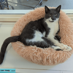 Website Pet Pictures - 2026-02-11T154848.774