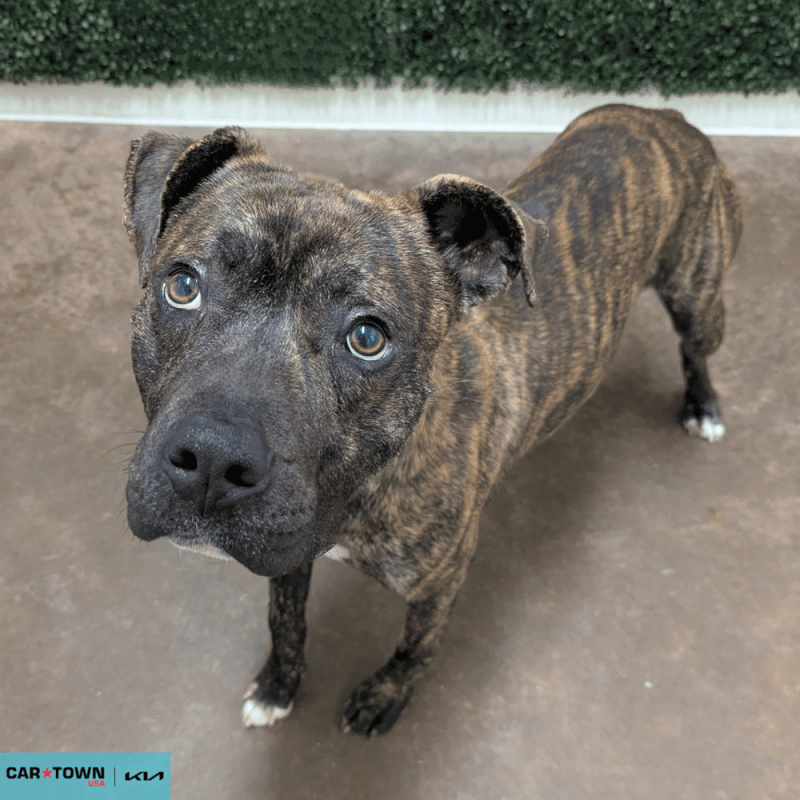 Website Pet Pictures - 2026-02-11T164607.768