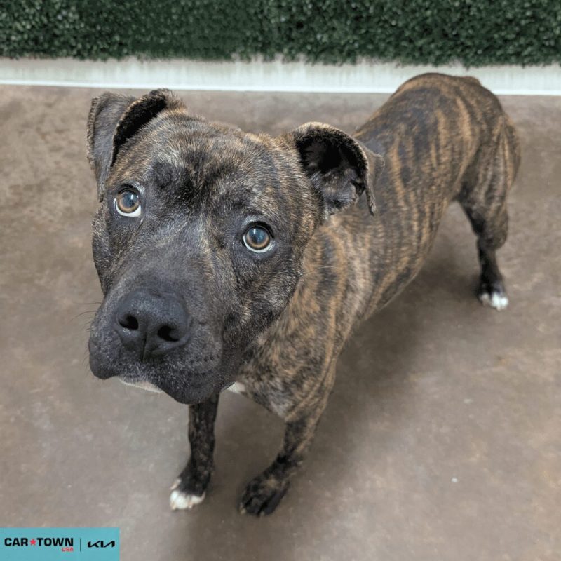 Website Pet Pictures - 2026-02-11T164607.768