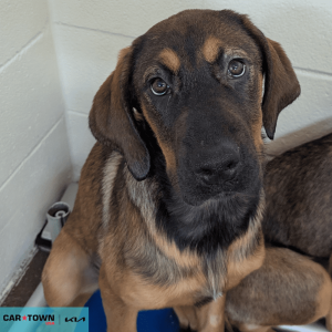 Website Pet Pictures - 2026-02-15T095607.179