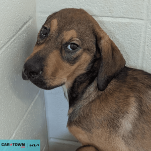 Website Pet Pictures - 2026-02-15T095747.208