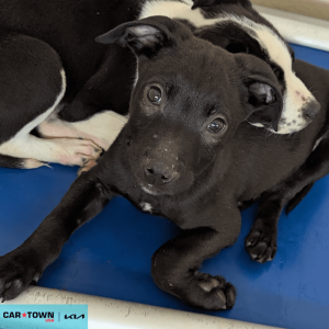 Website Pet Pictures - 2026-02-15T100038.305