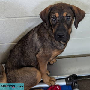 Website Pet Pictures - 2026-02-15T100648.594 (1)