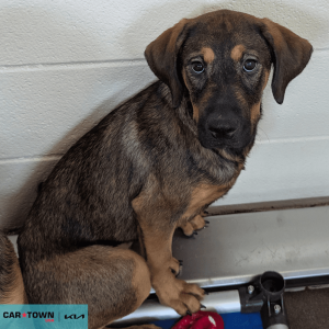 Website Pet Pictures - 2026-02-15T100648.594