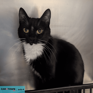 Website Pet Pictures - 2026-02-16T140147.556