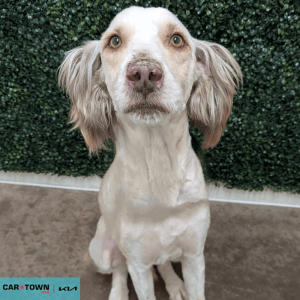 Website Pet Pictures - 2026-02-20T102657.301