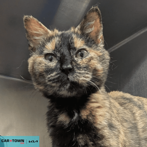 Website Pet Pictures - 2026-02-22T113104.240