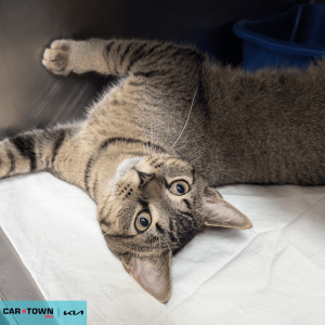 Website Pet Pictures - 2026-02-22T115743.275