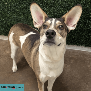 Website Pet Pictures - 2026-02-25T110532.106