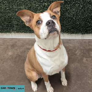 Website Pet Pictures - 2026-02-25T111557.058