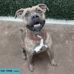 Website Pet Pictures - 2026-02-25T115626.017