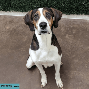 Website Pet Pictures - 2026-02-27T115705.790