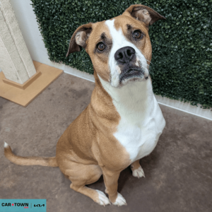 Website Pet Pictures - 2026-03-02T101402.766