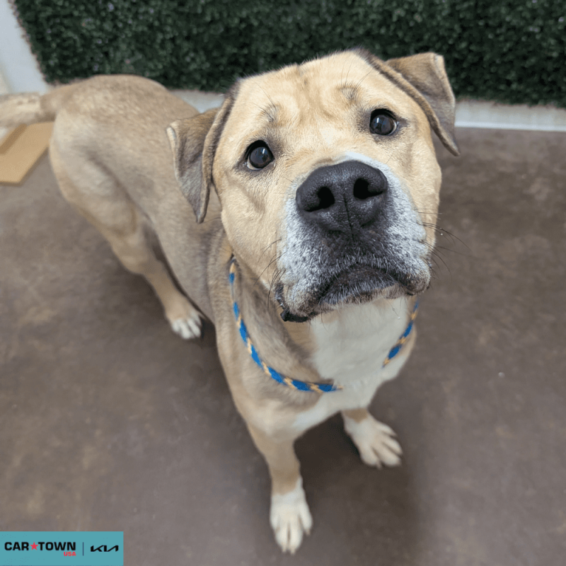 Website Pet Pictures - 2026-03-02T102824.741