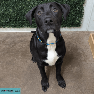 Website Pet Pictures - 2026-03-02T110438.678