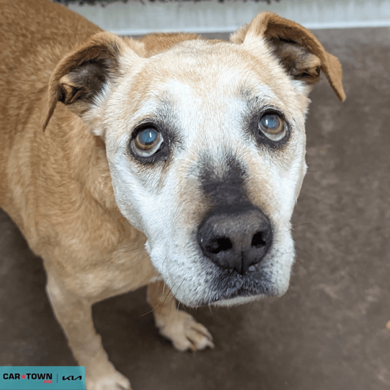 Website Pet Pictures - 2026-03-02T111934.997