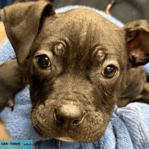 Website Pet Pictures - 2026-03-04T141317.100