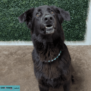 Website Pet Pictures - 2026-03-06T112253.489