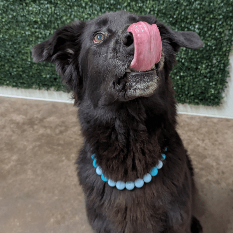 Website Pet Pictures - 2026-03-06T113638.547