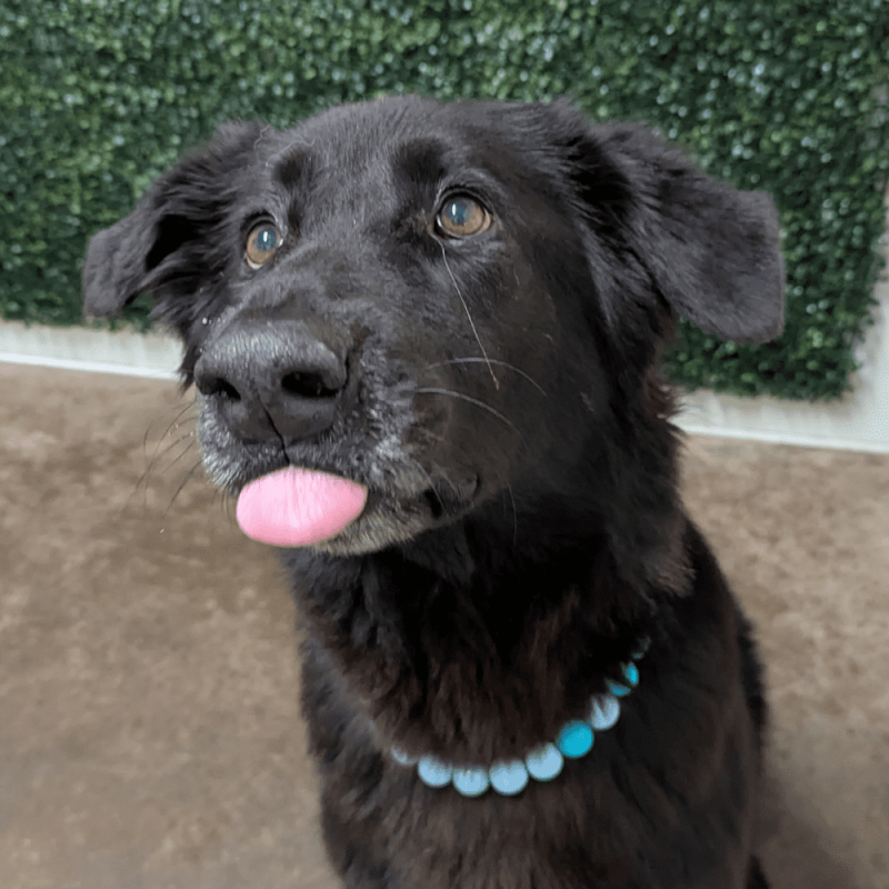 Website Pet Pictures - 2026-03-06T113804.486