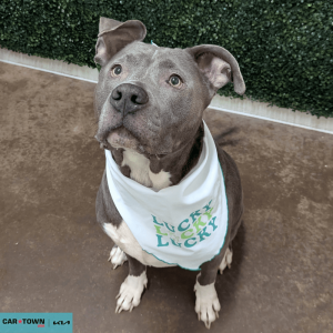 Website Pet Pictures - 2026-03-06T114211.549