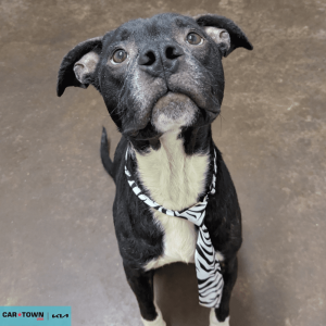 Website Pet Pictures - 2026-03-06T130953.506