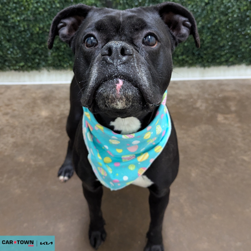 Website Pet Pictures - 2026-03-06T162329.466