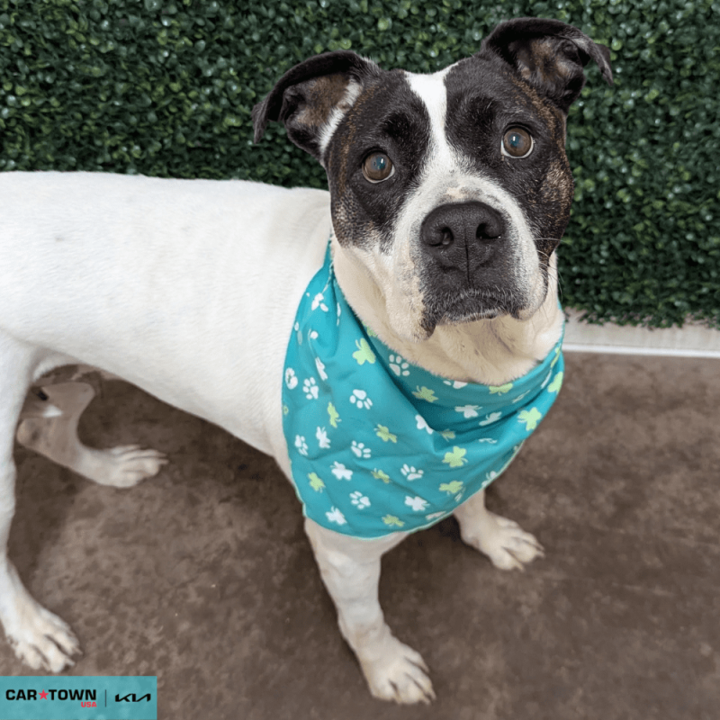 Website Pet Pictures - 2026-03-06T162841.681