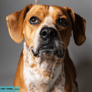 Website Pet Pictures - 2026-03-09T125228.684