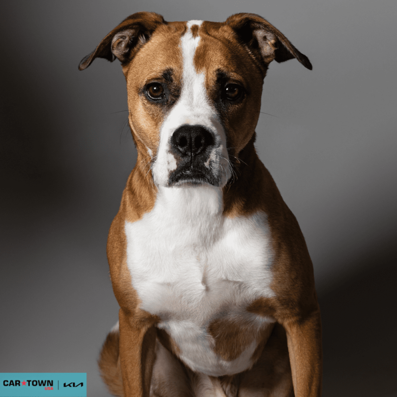 Website Pet Pictures - 2026-03-09T130700.631