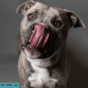 Website Pet Pictures - 2026-03-09T130847.582