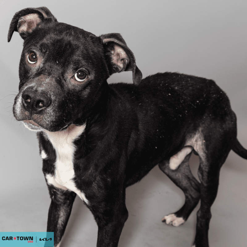 Website Pet Pictures - 2026-03-09T131656.649