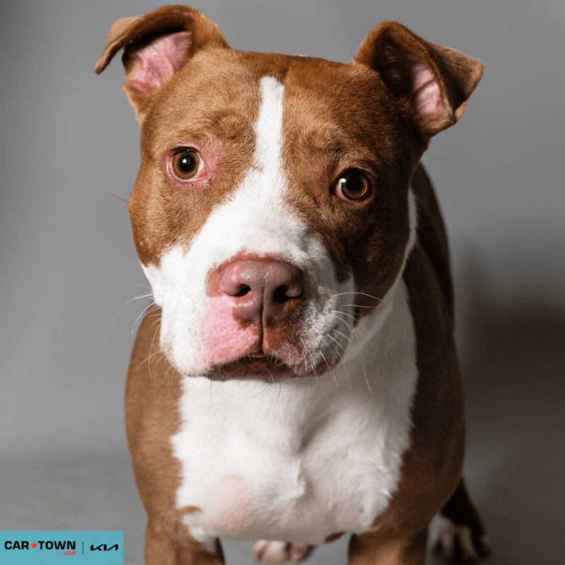 Website Pet Pictures - 2026-03-09T131955.814