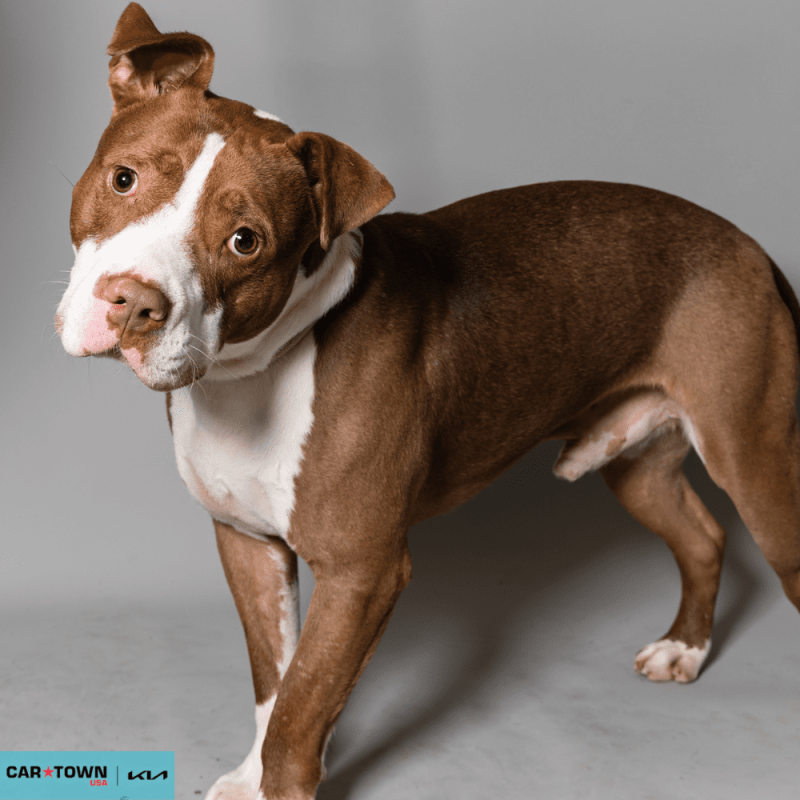 Website Pet Pictures - 2026-03-09T132023.425