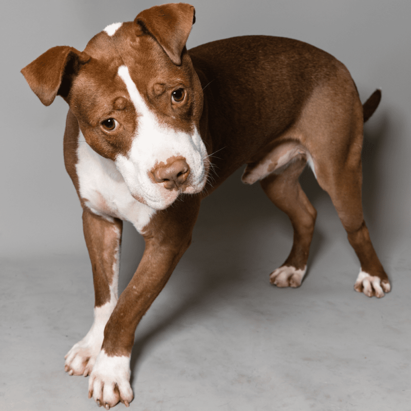 Website Pet Pictures - 2026-03-09T132046.813