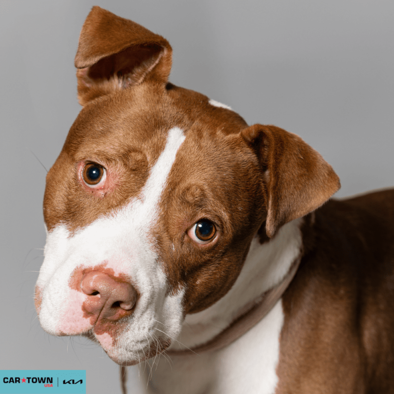 Website Pet Pictures - 2026-03-09T132114.199