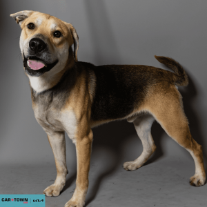 Website Pet Pictures - 2026-03-09T133435.638