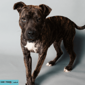 Website Pet Pictures - 2026-03-09T134650.977