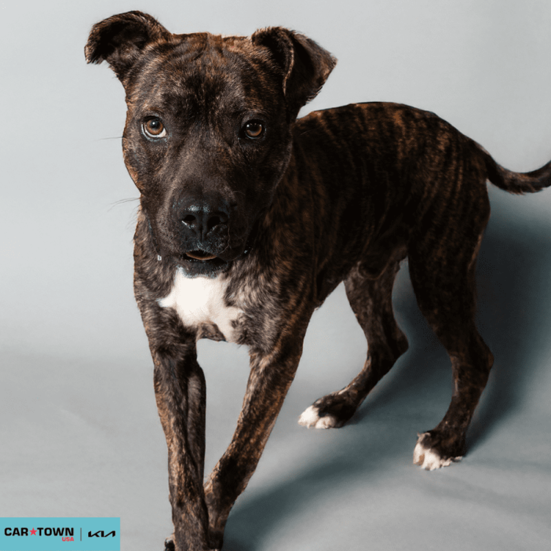 Website Pet Pictures - 2026-03-09T134650.977