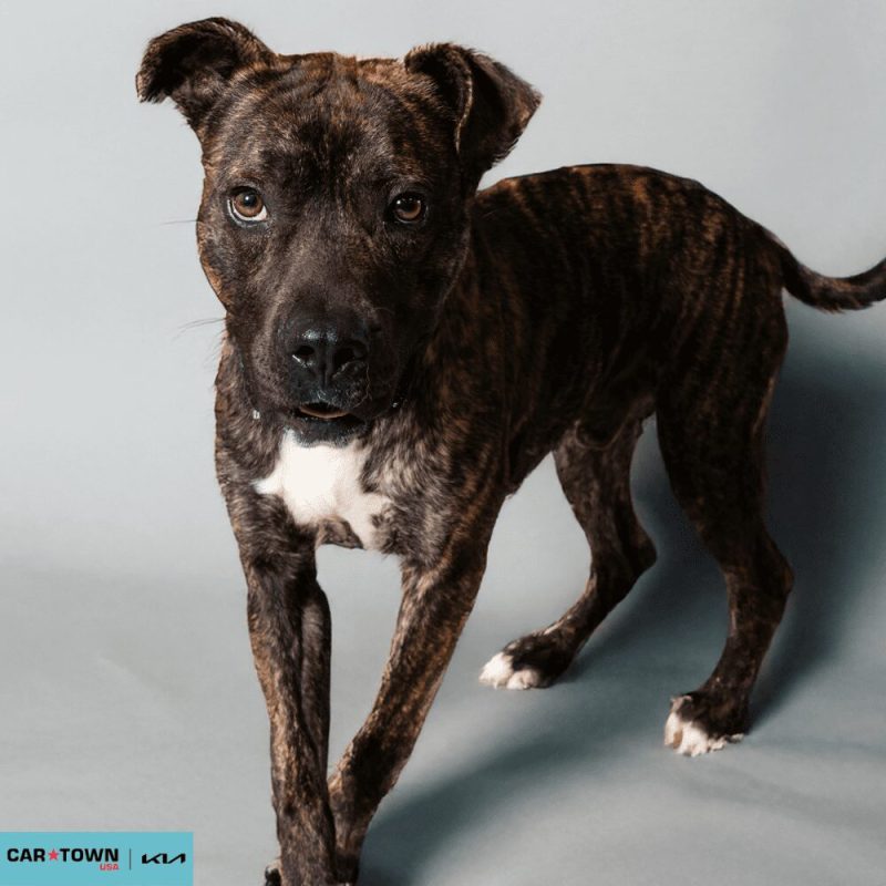 Website Pet Pictures - 2026-03-09T134650.977
