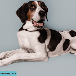 Website Pet Pictures - 2026-03-09T134824.419