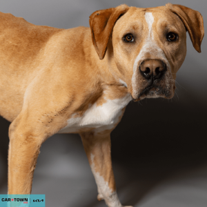 Website Pet Pictures - 2026-03-09T135824.556