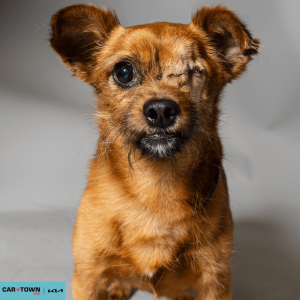 Website Pet Pictures - 2026-03-09T140559.625