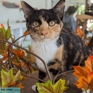 Website Pet Pictures - 2026-03-10T103355.401