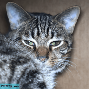 Website Pet Pictures - 2026-03-10T132356.745