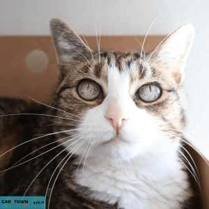 Website Pet Pictures - 2026-03-10T132841.980