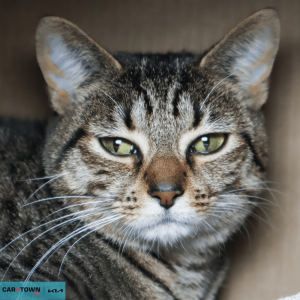 Website Pet Pictures - 2026-03-10T133120.406