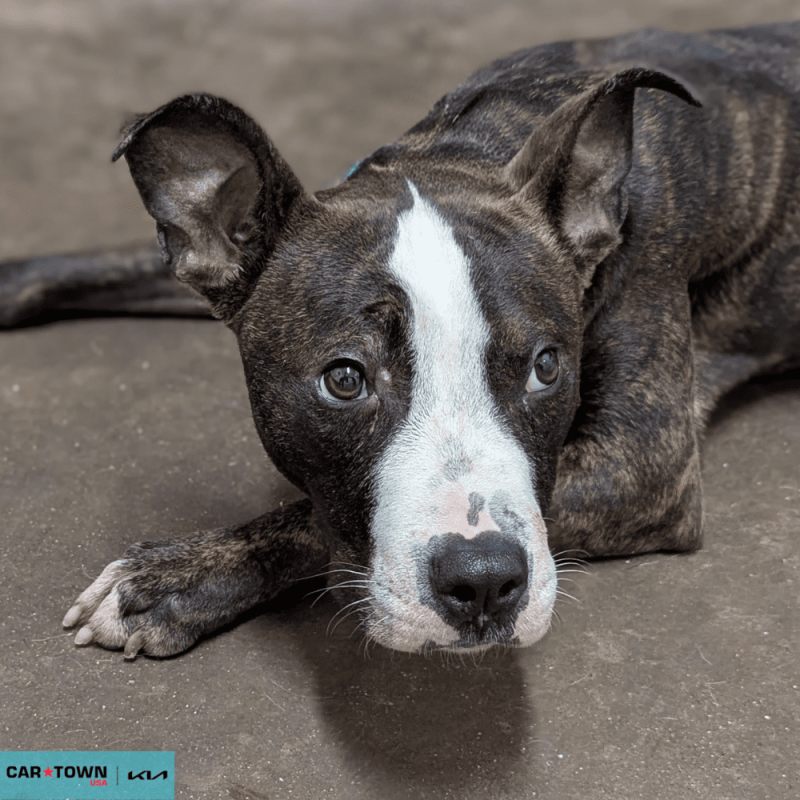 Website Pet Pictures - 2026-03-13T104322.575